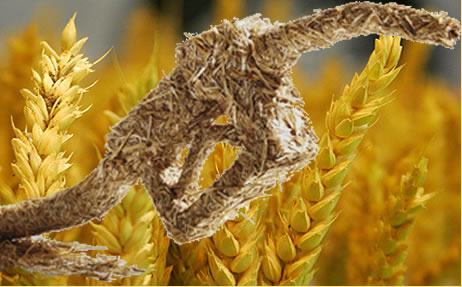 biocombustibles biocombustibles